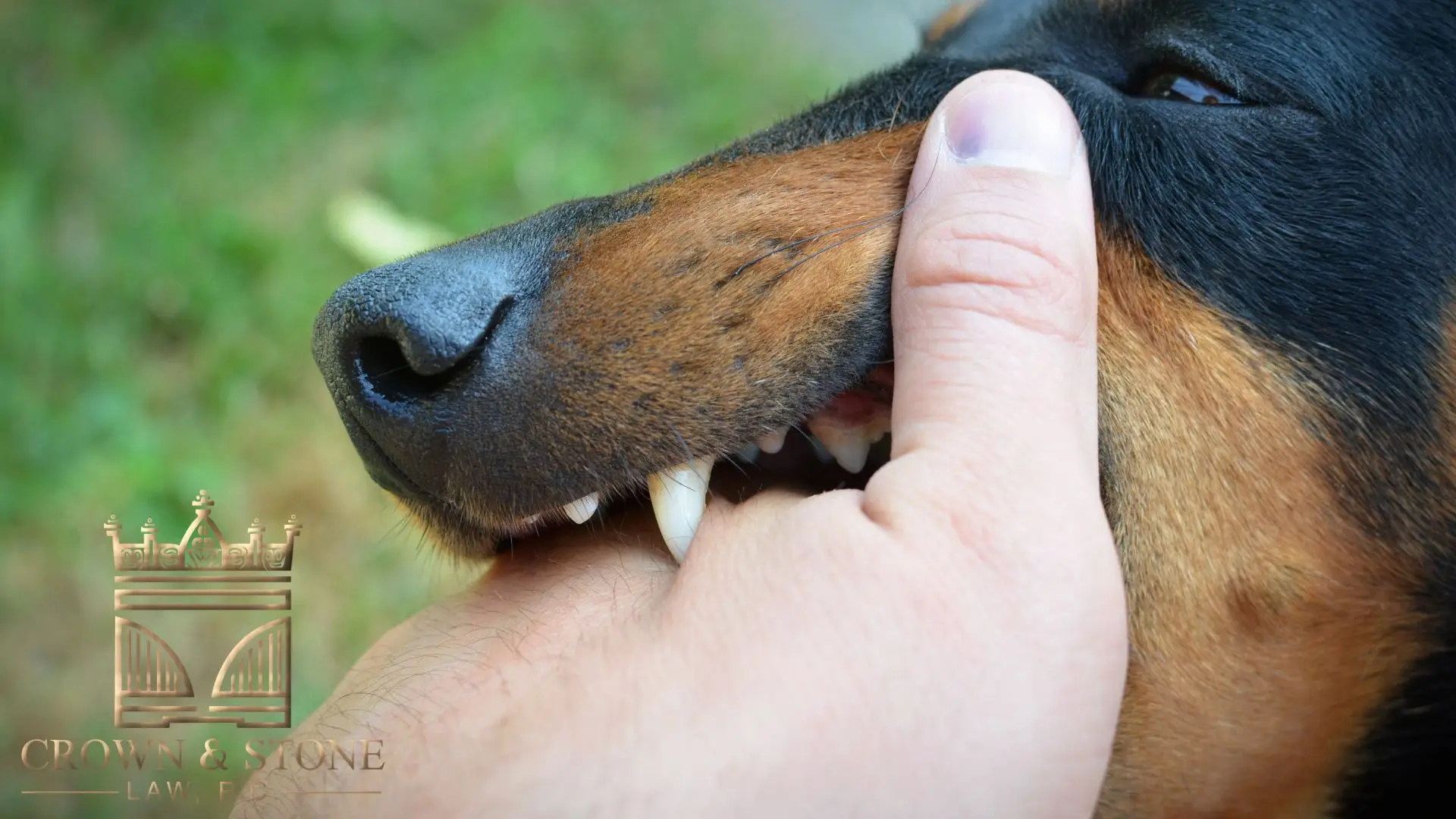 Dog biting person's hand close-up
