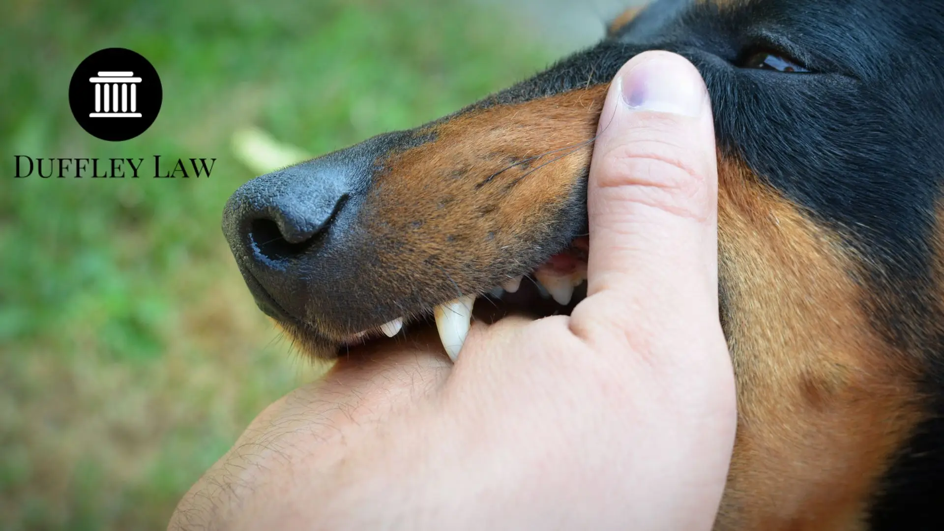 Dog Bite